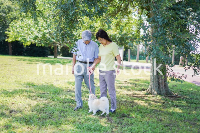 夫婦で犬の散歩をする元気なシニア