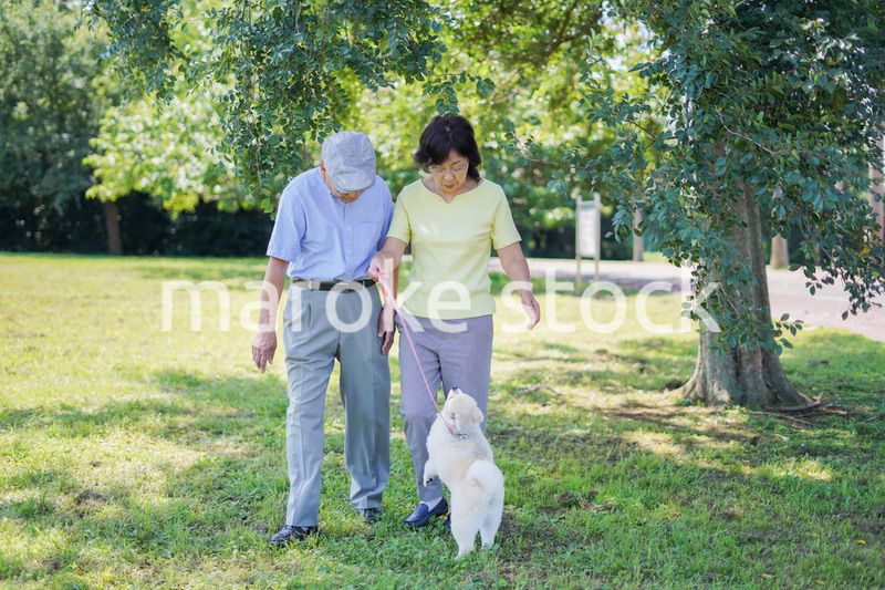 夫婦で犬の散歩をする元気なシニア