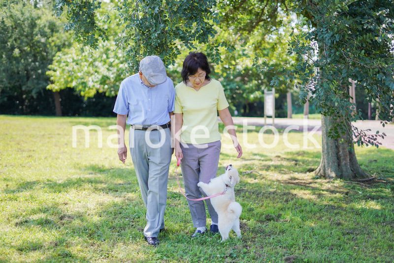 夫婦で犬の散歩をする元気なシニア