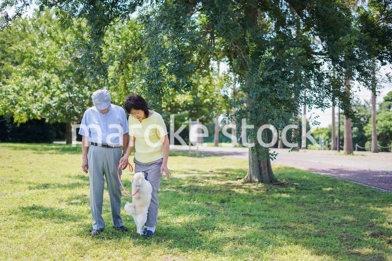 夫婦で犬の散歩をする元気なシニア