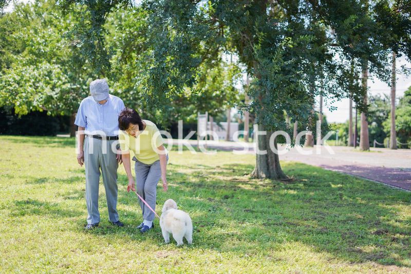夫婦で犬の散歩をする元気なシニア