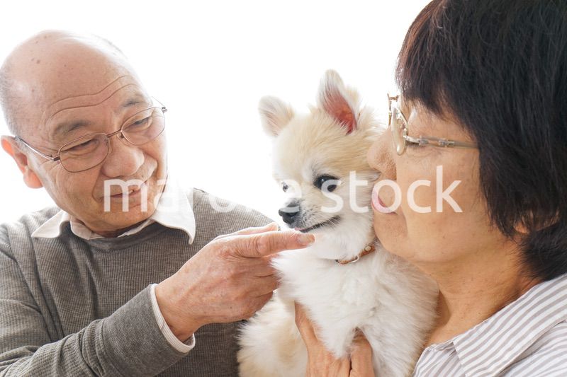 ペットを飼う高齢者夫婦