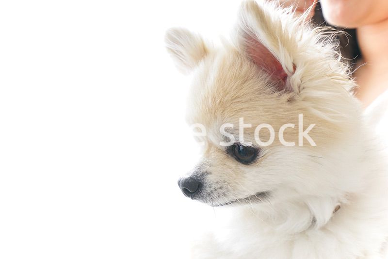 犬を抱く夫婦・カップル・ブリーダー・動物愛護