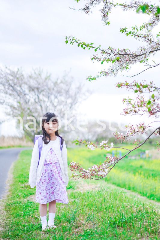 桜が咲く中登校する小さな女の子