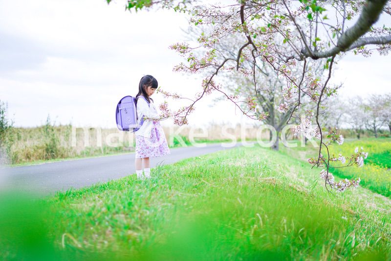 桜が咲く中登校する小さな女の子