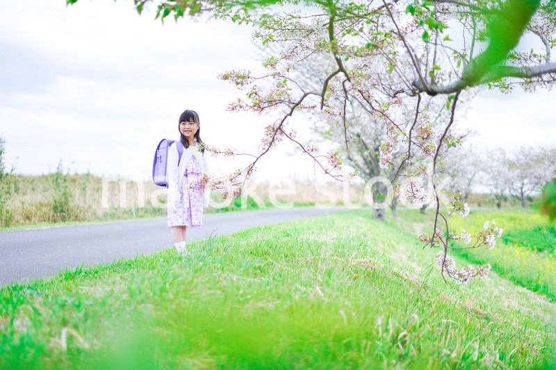 桜が咲く中登校する小さな女の子