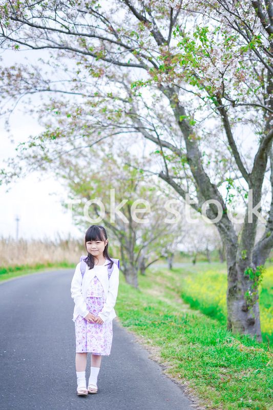 桜が咲く中登校する小さな女の子