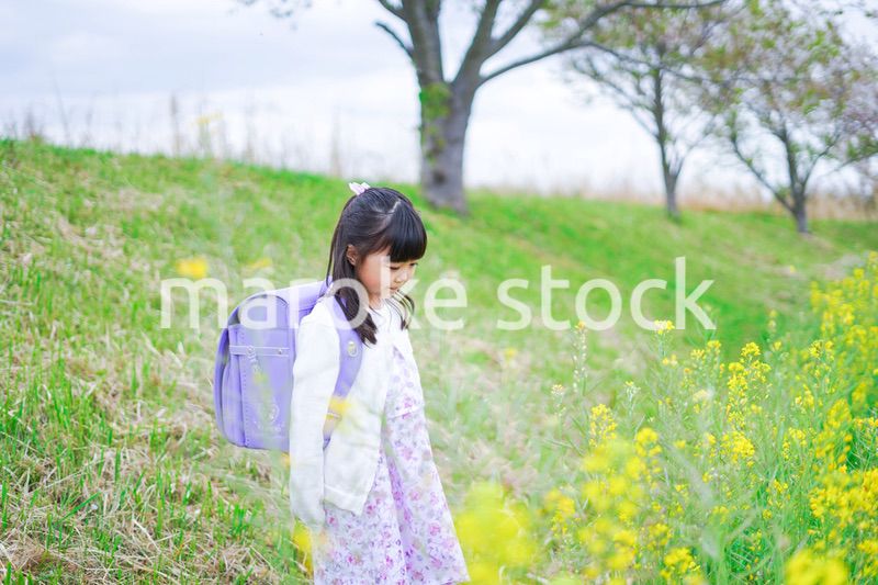 登校中にお花畑で遊ぶ小さな女の子