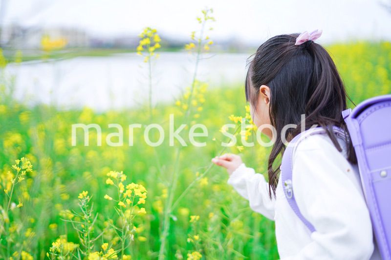 登校中にお花畑で遊ぶ小さな女の子