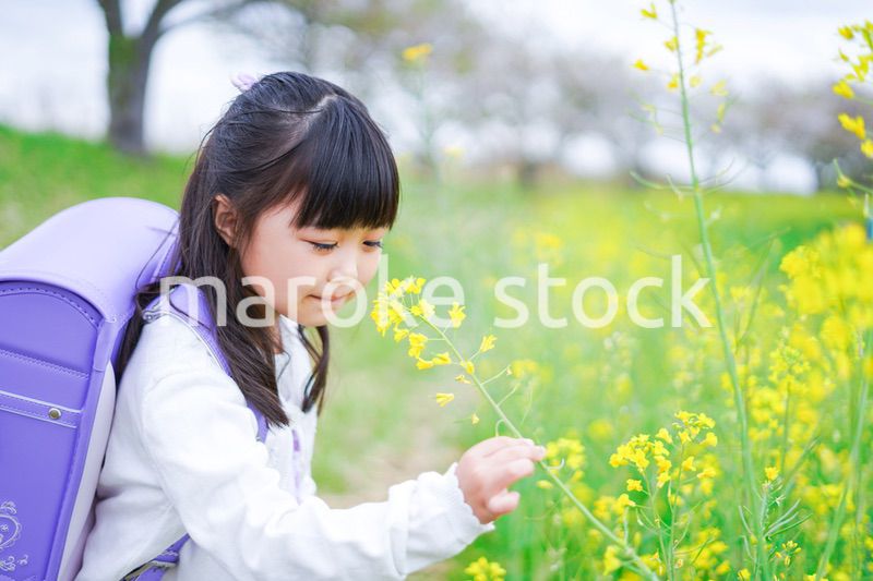 登校中にお花畑で遊ぶ小さな女の子