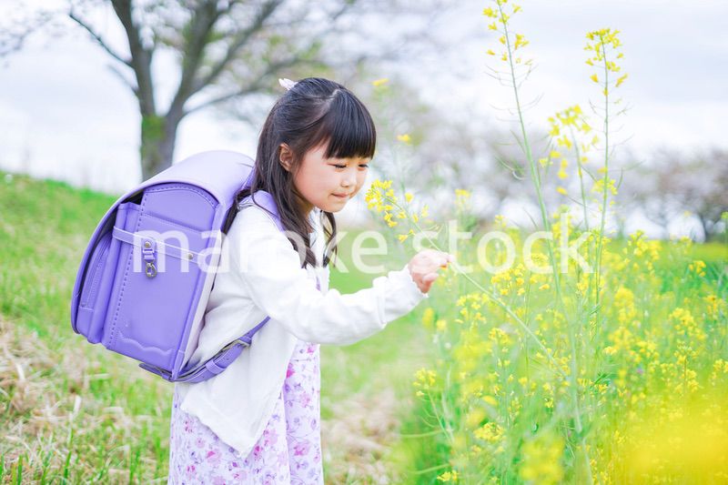 登校中にお花畑で遊ぶ小さな女の子