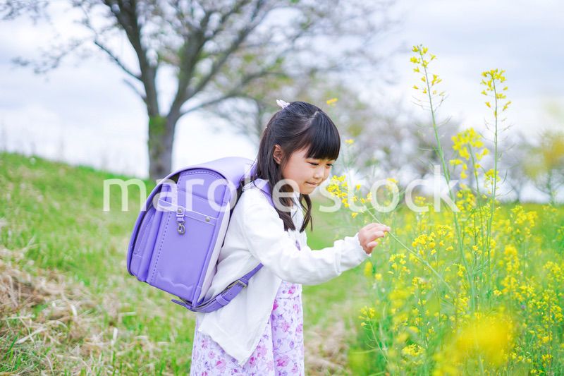 登校中にお花畑で遊ぶ小さな女の子