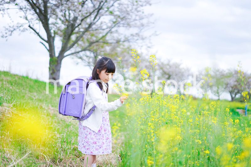 登校中にお花畑で遊ぶ小さな女の子