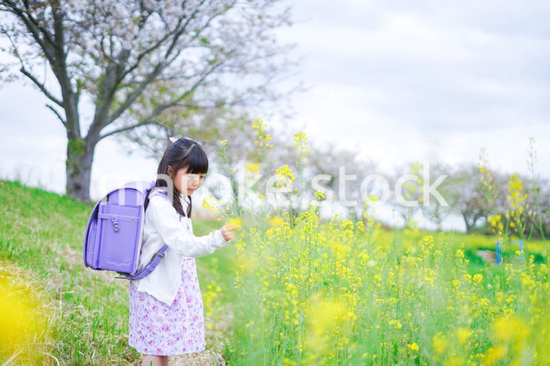 登校中にお花畑で遊ぶ小さな女の子