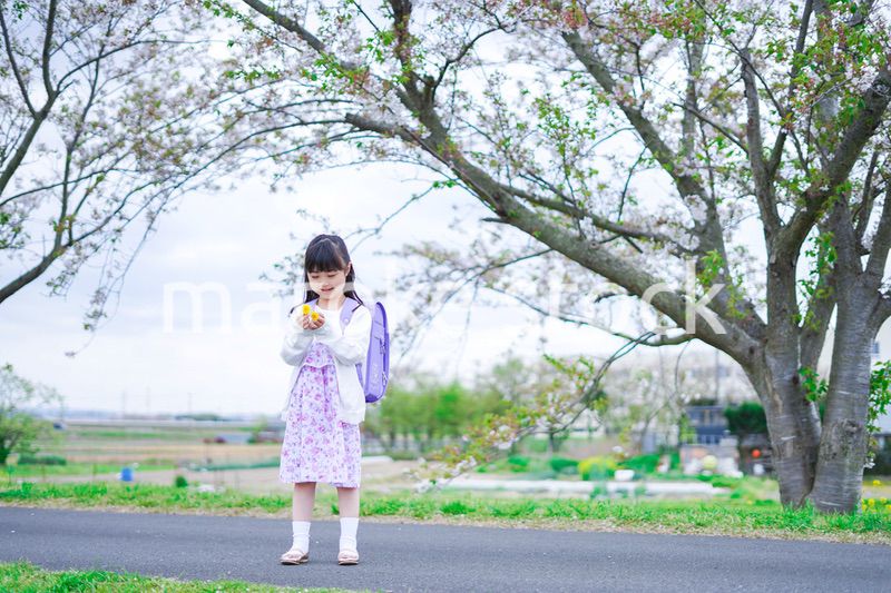 桜が咲く中登校する小さな女の子