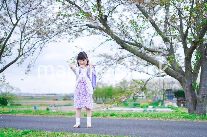 桜が咲く中登校する小さな女の子