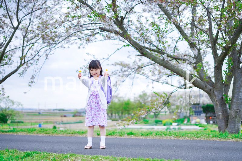 桜が咲く中登校する小さな女の子