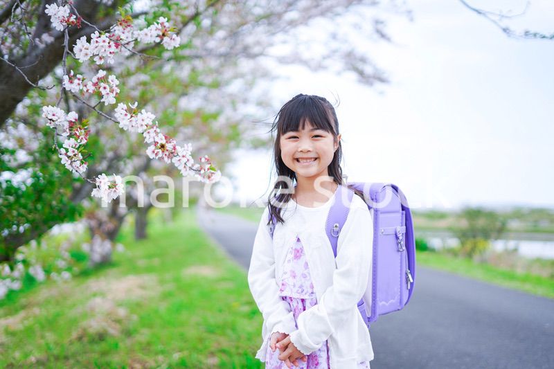 桜が咲く中登校する小さな女の子