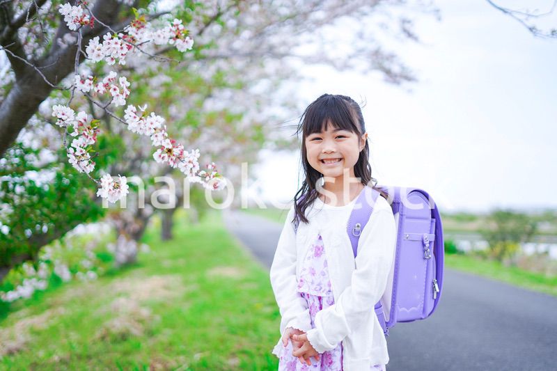 桜が咲く中登校する小さな女の子