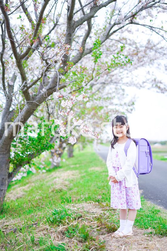 桜が咲く中登校する小さな女の子