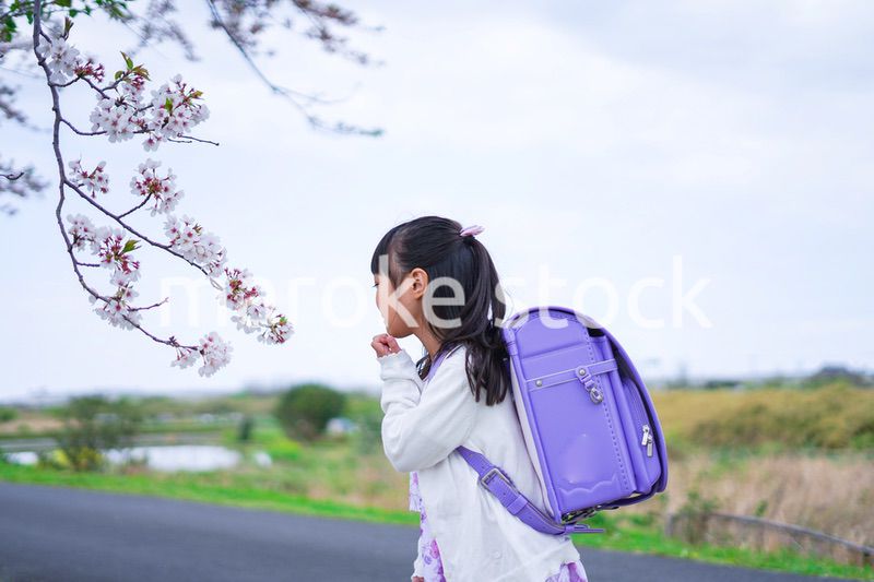 桜が咲く中登校する小さな女の子