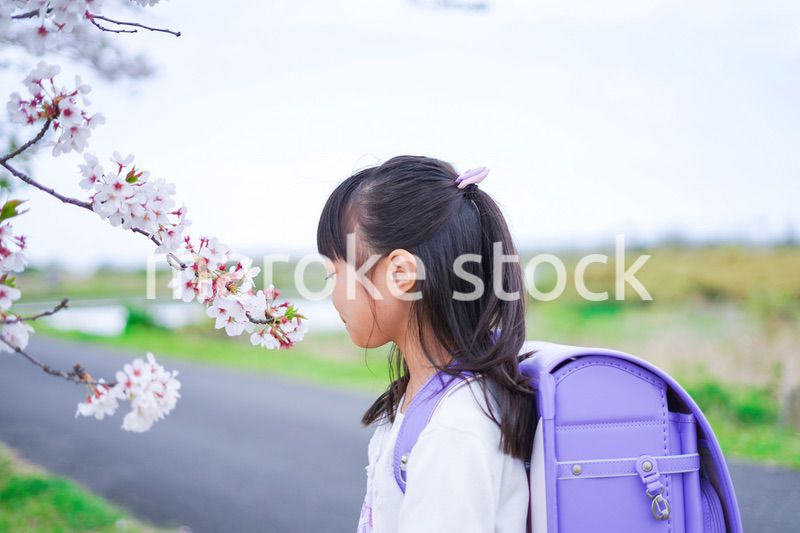 桜が咲く中登校する小さな女の子