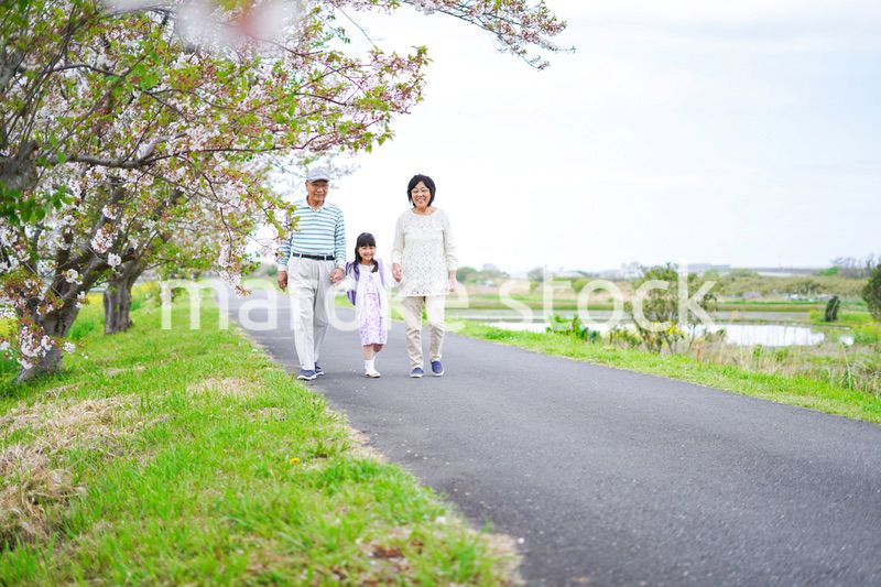 祖父母と元気に登校する小学生の女の子