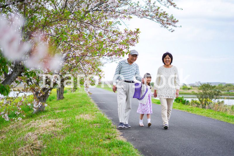 祖父母と元気に登校する小学生の女の子