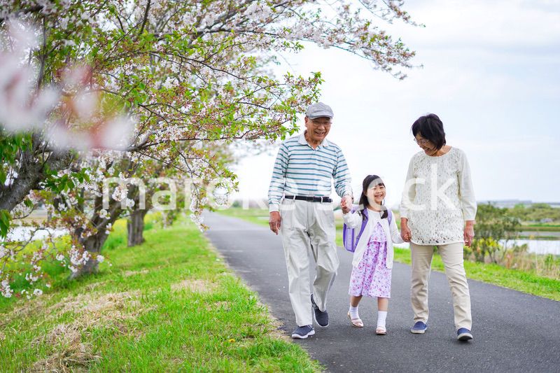 祖父母と元気に登校する小学生の女の子