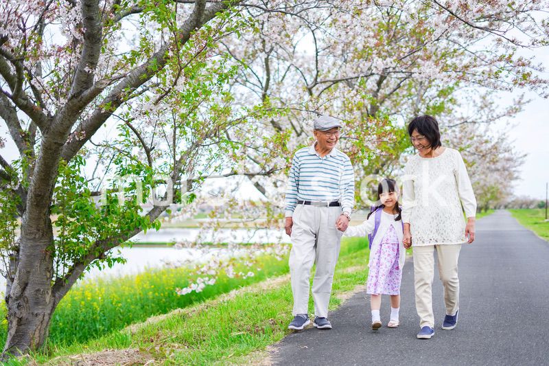 祖父母と元気に登校する小学生の女の子