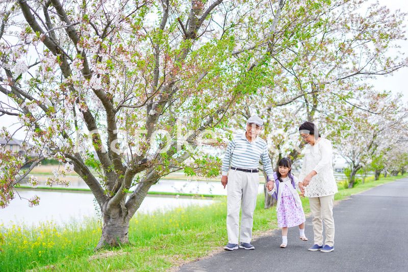 祖父母と元気に登校する小学生の女の子