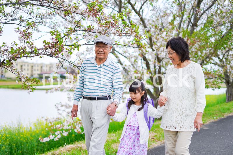 祖父母と元気に登校する小学生の女の子