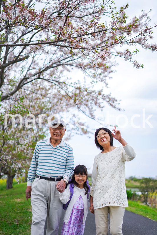 祖父母と元気に登校する小学生の女の子