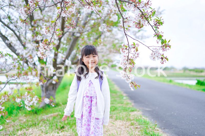 桜が咲く中登校する小さな女の子