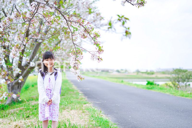 桜が咲く中登校する小さな女の子