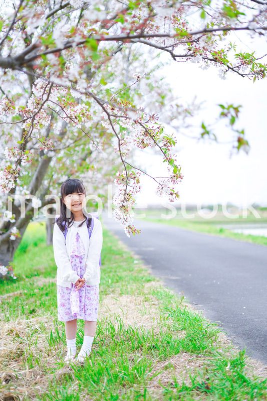 桜が咲く中登校する小さな女の子