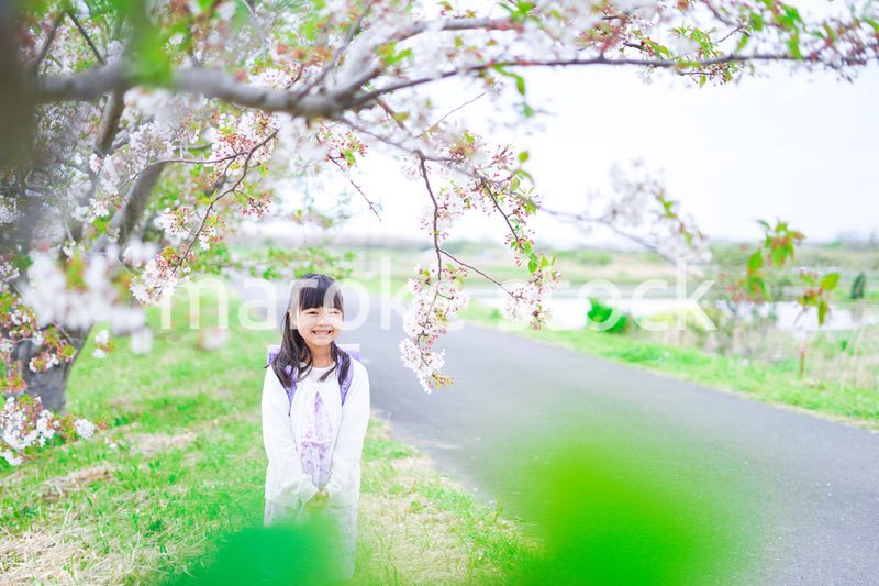 桜が咲く中登校する小さな女の子