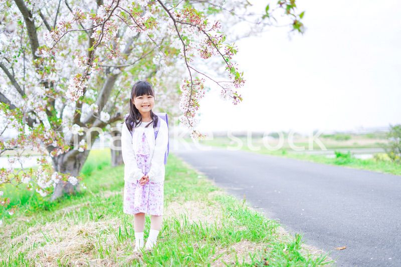 桜が咲く中登校する小さな女の子