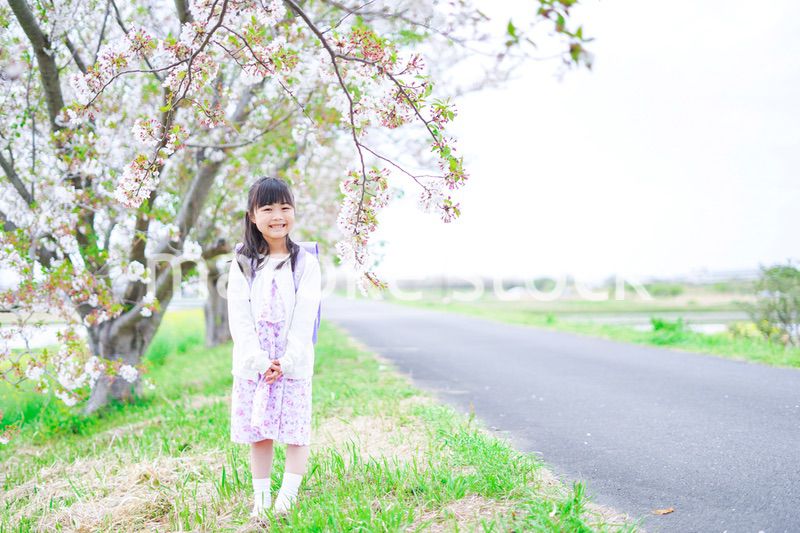 桜が咲く中登校する小さな女の子
