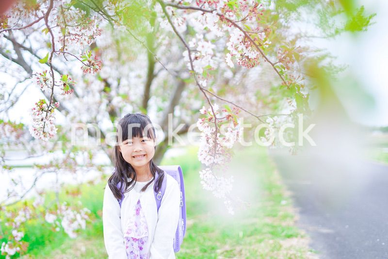 桜が咲く中登校する小さな女の子