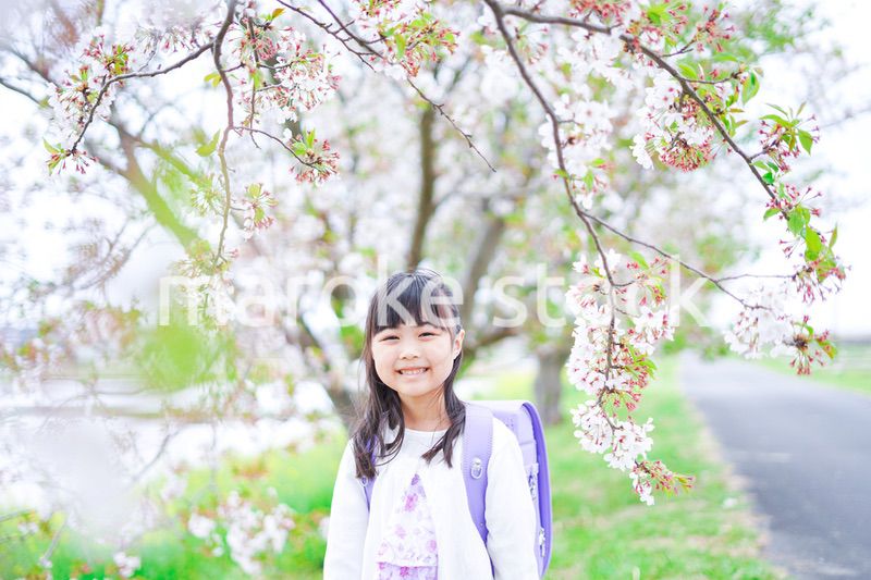桜が咲く中登校する小さな女の子