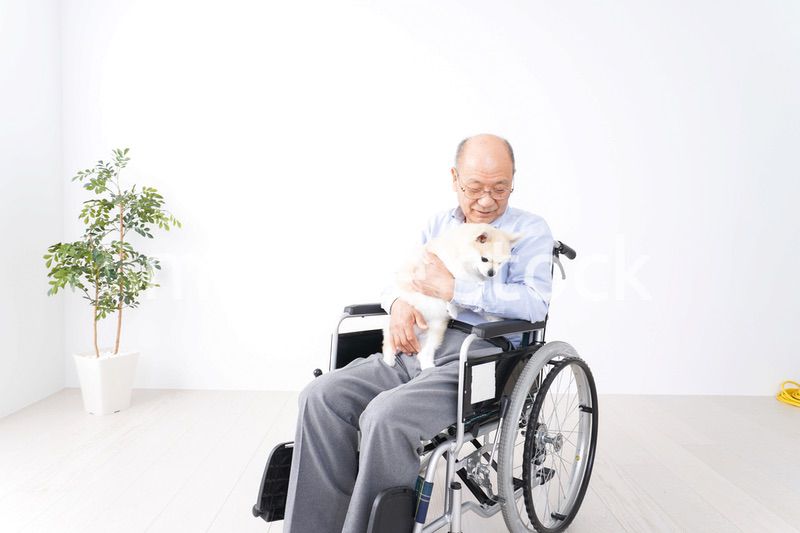 犬を飼う車椅子に乗った高齢の男性