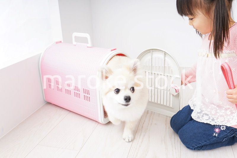 ペットの世話をする子ども