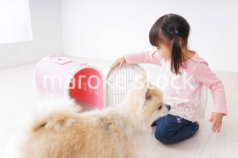 犬のお世話をする子ども