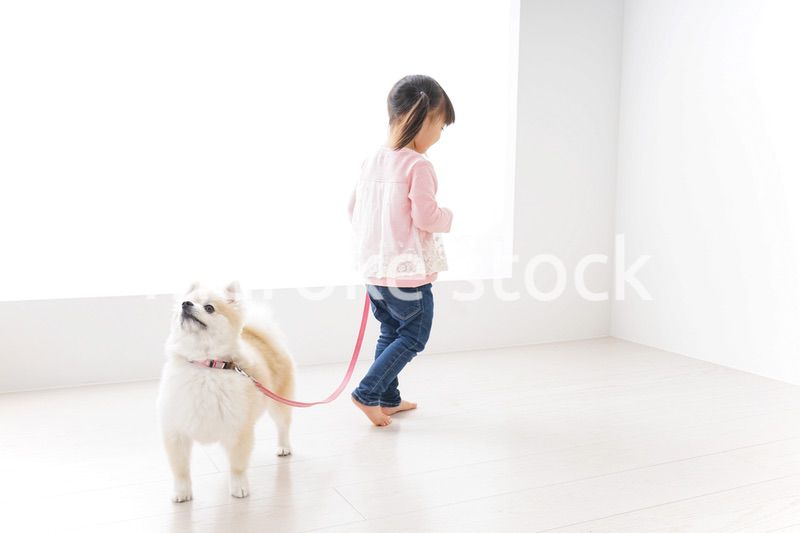 犬の散歩をする子ども