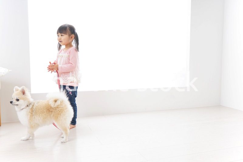 犬の散歩をする子ども