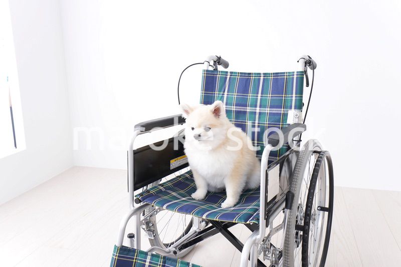車椅子に乗るかわいい犬