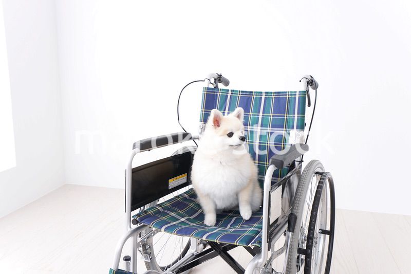 車椅子に乗るかわいい犬