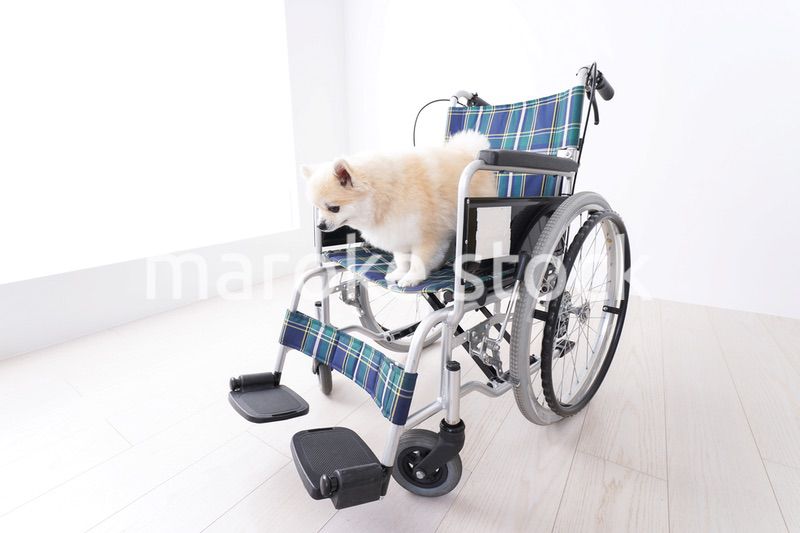 車椅子に乗るかわいい犬