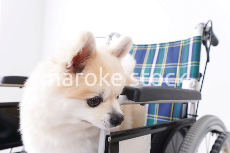 車椅子に乗るかわいい犬